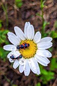 Flower beetles on a daisy.