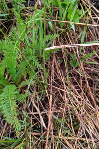 Ferns were starting to sprout from the forest floor.