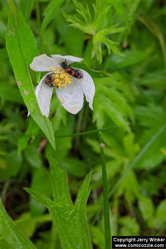 Flower beetles on a wild geranium.