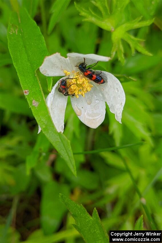 Flower beetles on a wild geranium.