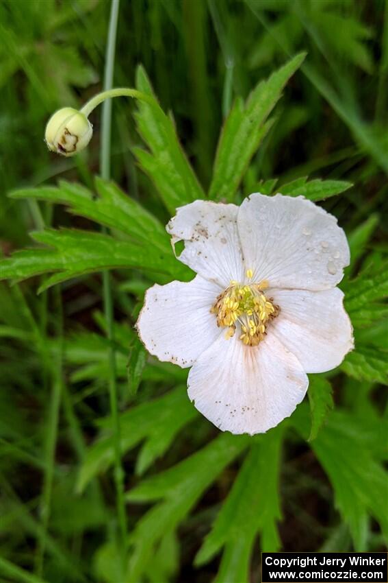 Wild geranium