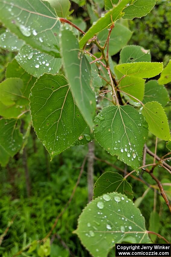 Water droplets cling to the leaves.