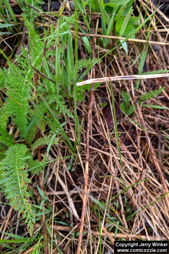 Ferns were starting to sprout from the forest floor.