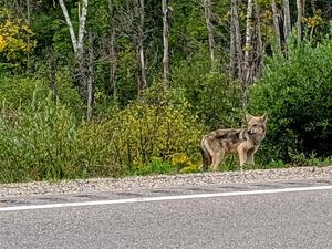 Coyote by the side of the road.