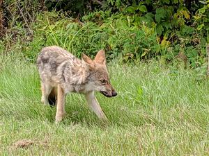 Coyote by the side of the road.