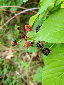 Wild Raspberries