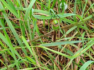 Green Darner Dragonfly