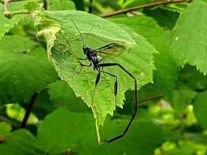 Black Giant Ichneumon Wasp