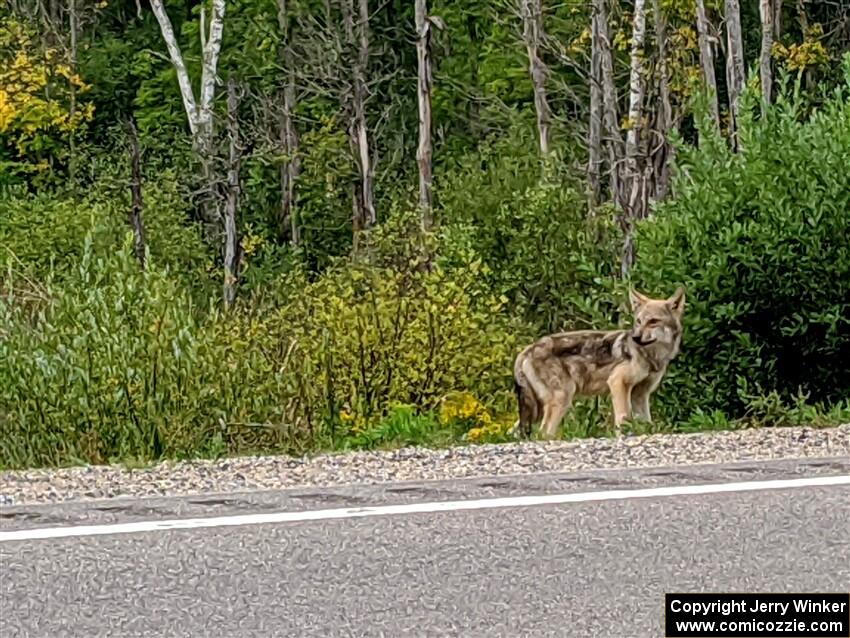 Coyote by the side of the road.
