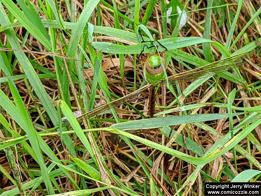 Green Darner Dragonfly