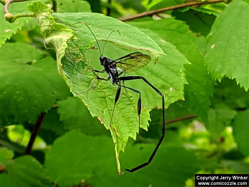 Black Giant Ichneumon Wasp