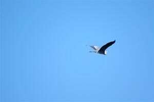 A Great Blue Heron flies overhead.