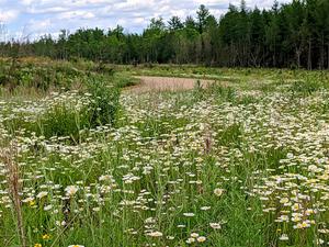 A gorgeous view of a massive field of daisys on SS1, J5 North.