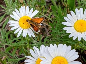 A skipper butterfly on a daisy.