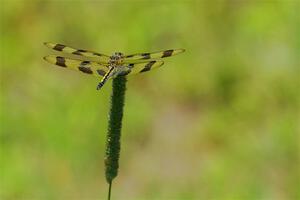 Halloween Pennant Dragonfly