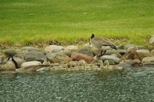 Canada Geese and ducklings in the infield lake.