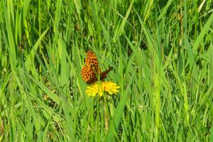 Meadow Fritillary Butterfly