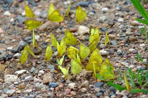 A flutter of sulfer butterflies by the side of the road.