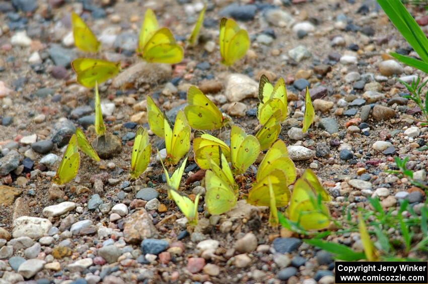 A flutter of sulfer butterflies by the side of the road.