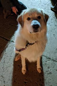 A Great Pyrenees at Marquette Mountain Resort.