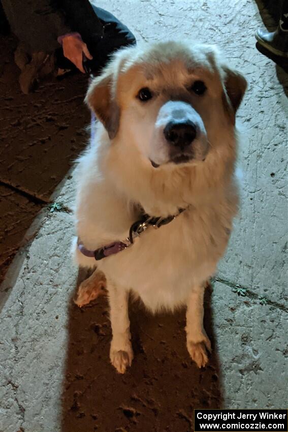 A Great Pyrenees at Marquette Mountain Resort.