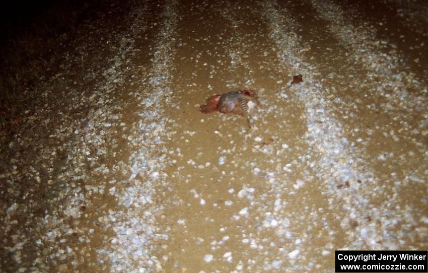 Roadkill armadillo courtesy of the Todd Jarvey / Rich Faber Mitsubishi Galant VR4.