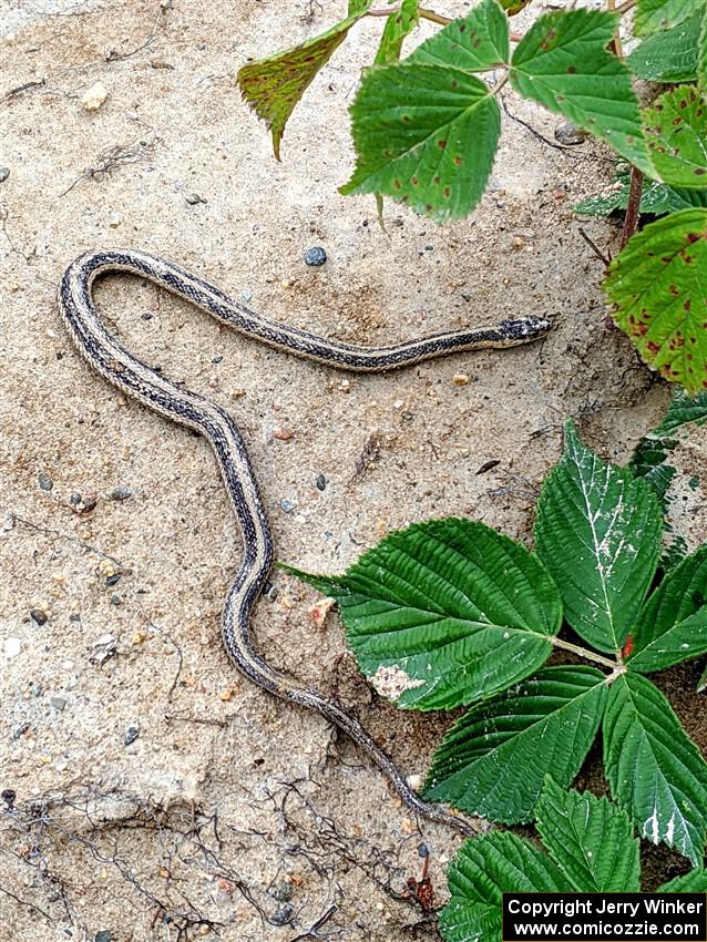 This garter snake looked dead with dried sand all over its body, however it wriggled away when I touched it.