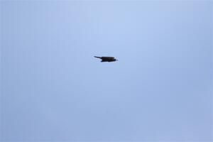 A Bald Eagle flies overhead.
