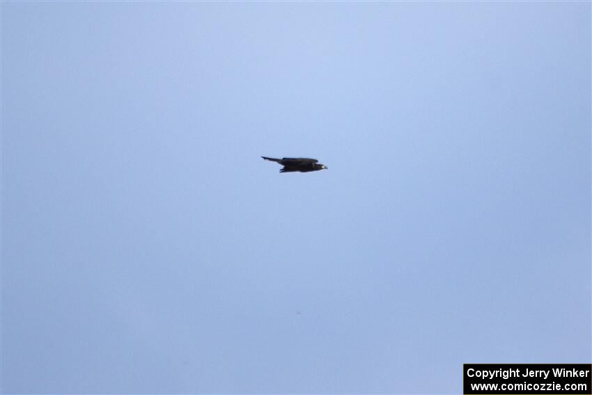 A Bald Eagle flies overhead.
