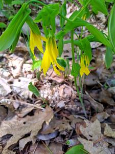 Large-flowered Bellwort