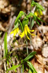 Large-flowered Bellwort