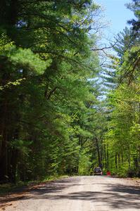 A view of the Paul Bunyan State Forest in mid-May.