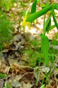 Large-flowered Bellwort