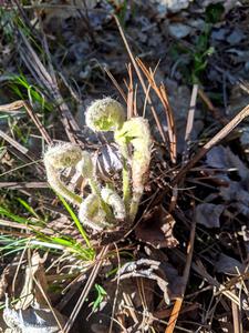 Fern fiddleheads