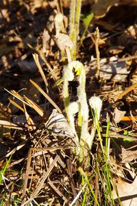 Fern fiddleheads