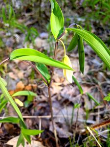 Sessile Bellwort