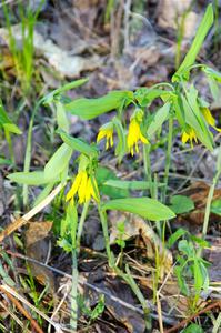 Large-flowered Bellwort