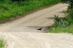 A wild turkey crosses the road before SS1, Camp 3 North.