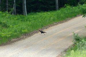 A wild turkey crosses the road again during SS1, Camp 3 North.