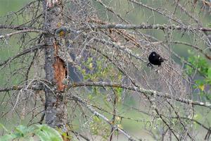 A Red-winged Blackbird rests in a dead evergreen tree.