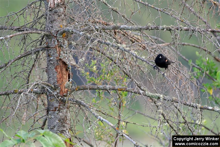 A Red-winged Blackbird rests in a dead evergreen tree.