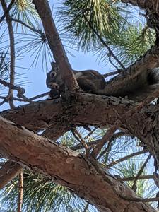 A red squirrel looks down from his perch while eating.