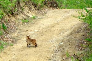 A bobcat wanders past the intersection of Blue Trail and Parkway Forest Road during the event.