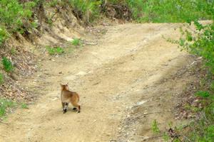 A bobcat wanders past the intersection of Blue Trail and Parkway Forest Road during the event.