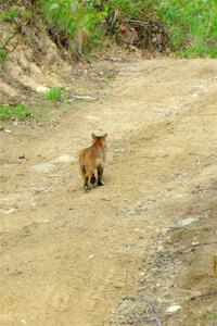 A bobcat wanders past the intersection of Blue Trail and Parkway Forest Road during the event.