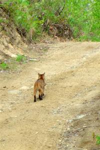 A bobcat wanders past the intersection of Blue Trail and Parkway Forest Road during the event.