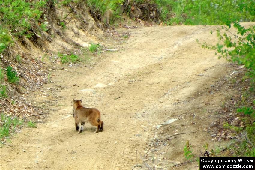 A bobcat wanders past the intersection of Blue Trail and Parkway Forest Road during the event.