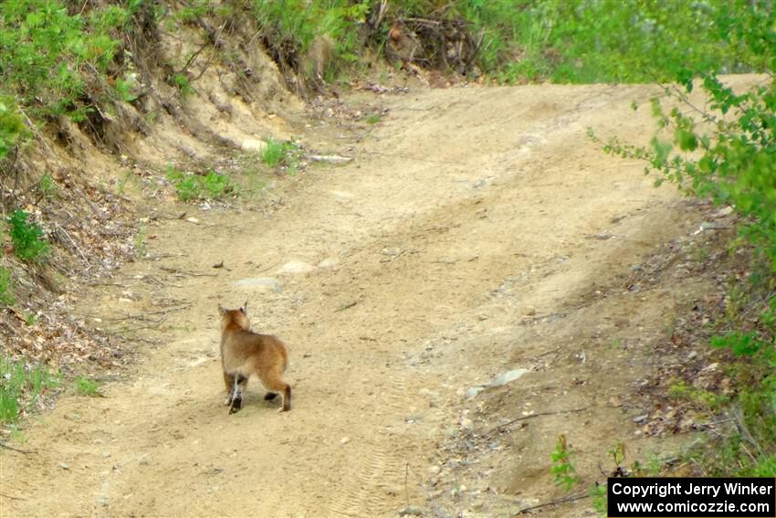 A bobcat wanders past the intersection of Blue Trail and Parkway Forest Road during the event.