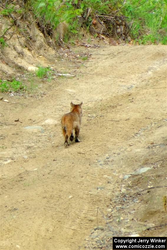 A bobcat wanders past the intersection of Blue Trail and Parkway Forest Road during the event.