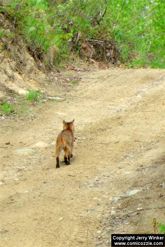 A bobcat wanders past the intersection of Blue Trail and Parkway Forest Road during the event.